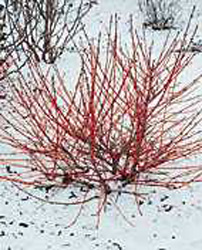 Cornus sanguinea Winter Flame