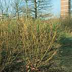Cornus stolonifera ´Flaviramea´