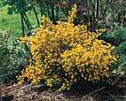 Coronilla emerus