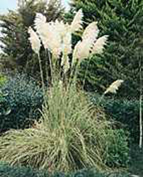 Cortaderia selloana ´Gold Band´