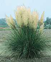 Cortaderia selloana ´Pumila´