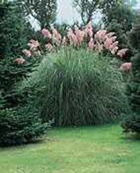 Cortaderia selloana ´Rendatleri´