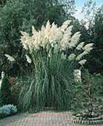 Cortaderia selloana