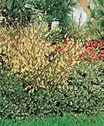 Corylopsis pauciflora