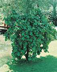 Corylus avellana ´Contorta´2