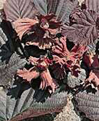 Corylus maxima ´Purpurea´2