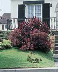Cotinus coggygria ´Royal Purple´