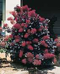 Cotinus coggygria ´Rubrifolius´
