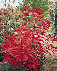 Cotinus x dummeri ´Grace´