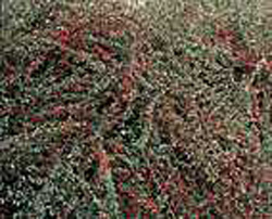Cotoneaster ´Skogholm´