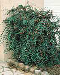 Cotoneaster franchetii