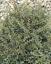 Cotoneaster horizontalis ´Variegatus´