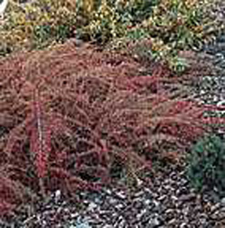 Cotoneaster horizontalis ´Variegatus´2