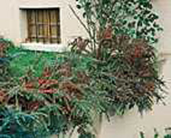 Cotoneaster horizontalis