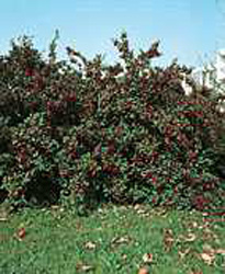 Cotoneaster lacteus