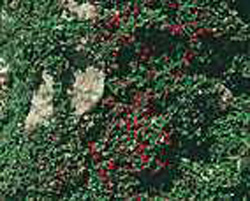Cotoneaster microphyllus ´Steib´s Findling´