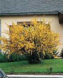 Cytisus scoparius
