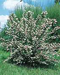 Deutzia x rosea ´Carminea´