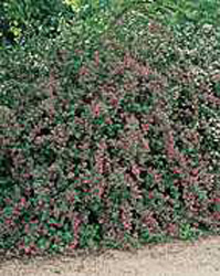 Escallonia ´Langleyensis´