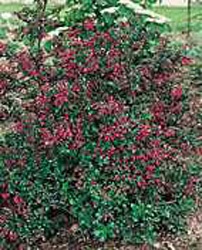 Escallonia ´Pride of Donard´