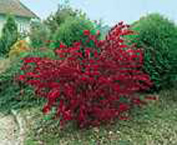 Euonymus alatus