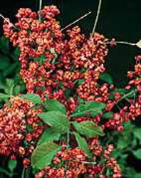 Euonymus europaeus