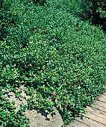 Euonymus fortunei ´Coloratus´