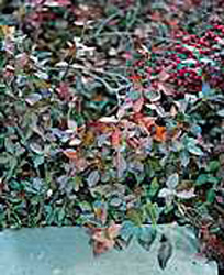 Euonymus fortunei ´Coloratus´2