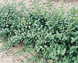 Euonymus fortunei ´Dart´s Blanket´