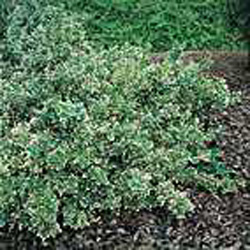Euonymus fortunei ´Emerald Gaiety´