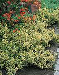 Euonymus fortunei ´Emerald´n Gold´