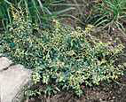Euonymus fortunei ´Sunspot´