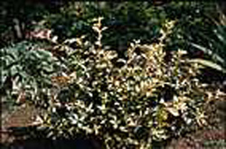 Euonymus fortunei Blondy (R)