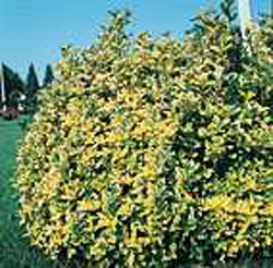 Euonymus japonicus ´Aureomarginatus´