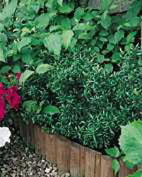 Euonymus japonicus ´Microphyllus´