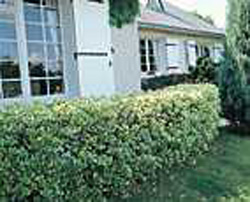 Euonymus japonicus ´Président Gauthier´
