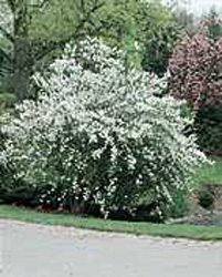 Exochorda racemosa