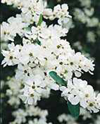 Exochorda racemosa2