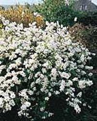 Exochorda x macrantha ´The Bride´