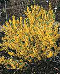 Forsythia Boucle d´or