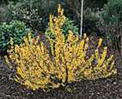 Forsythia Mélée d´or