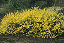 Forsythia Marée d´or