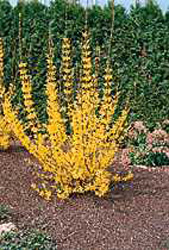 Forsythia Week-end