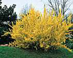 Forsythia x intermedia ´Spring Glory´