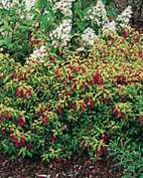 Fuchsia ´Genii´