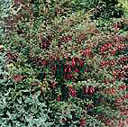 Fuchsia magellanica ´Ricartonii´
