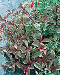 Fuchsia magellanica ´Versicolor´