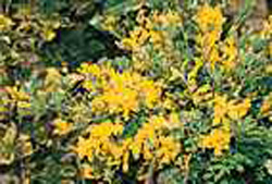 Genista ´Porlock´