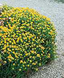 Genista hispanica
