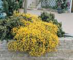 Genista lydia